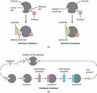 Image result for Active Site Diagram