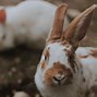 Image result for Toile Rabbit