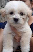 Image result for Poodle Terrier