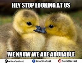 Image result for Duck Love Meme