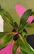 Image result for Mandarin Spider Plant Leaf Have Brown Streaks