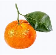 Image result for Mandarin Citrus and Furanocoumarin