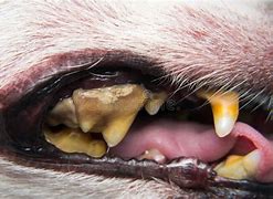 Image result for Dog Dental Tartar