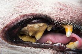 Image result for Dog Tooth Tartar