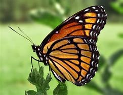 Image result for Butterfly Carrying Another Butterfly