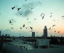 Image result for Crow in Karachi