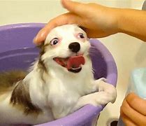 Image result for Yappy Dog GIF