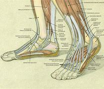 Image result for Bottom of Foot Muscles