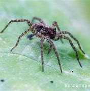 Image result for Giant Desert Spider