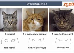 Image result for Cat Pain Scale