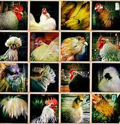 Image result for Fancy Chicken Breeds