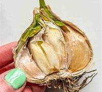 Image result for Bad Garlic