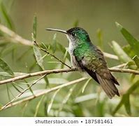 Image result for Emerald Green Hummingbird