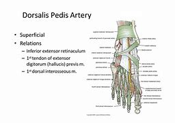 Image result for Dorsal Pedal Artery Anatomy