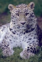 Image result for Panthera Pardus Nimr