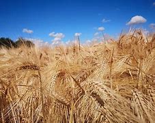 Image result for Wheat Harvest Pic