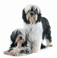 Image result for Tibetan Terrier Dog Breed