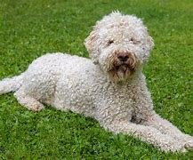 Image result for English Water Dog