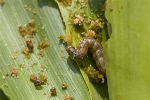 Image result for Corn Pests