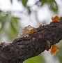 Image result for Peach Tree Sap