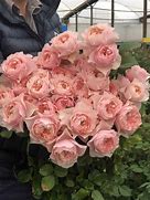 Image result for Dark Peony