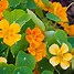 Image result for Flowers Seeds