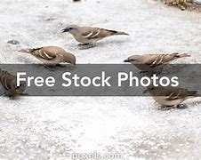 Image result for Flock of Sparrows