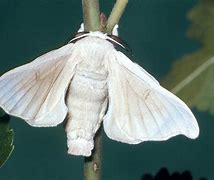 Image result for Silk Moth