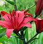 Image result for Wild Lily