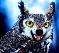 Image result for Wolf and Owl