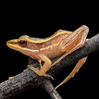 Image result for White Tree Frog On a Branch