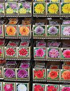 Image result for Summer Flowering Bulbs