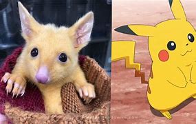 Image result for Real Life Pikachu Animal