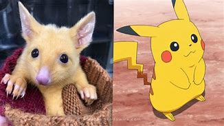 Image result for Pikachu Real Life Rabbits