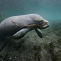 Image result for Dugong Adopt Me