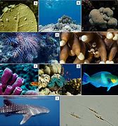 Image result for Sea Animals and Plants