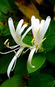 Image result for Honeysuckle Flower Nectar