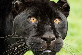 Image result for Roara Panthera