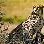 Image result for Cheetahs in the Wild