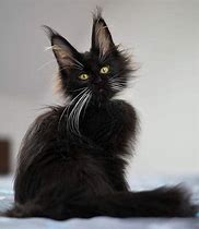 Image result for Maine Coon Cat Fursona