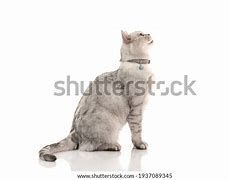 Image result for Cat Hissing Side View