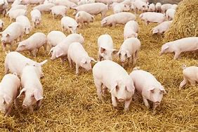 Image result for Pig Skin Conditions