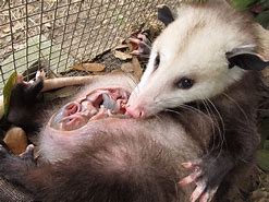 Image result for Opossum Babies