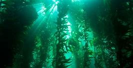 Image result for Kelp Forest