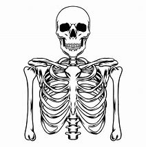 Image result for A Human Skeleton