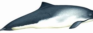 Image result for Largest Porpoise