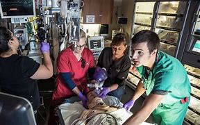 Image result for Trauma Services