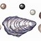 Image result for Clam Shell in Square Pixels