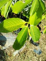 Image result for Tanaman GETAH