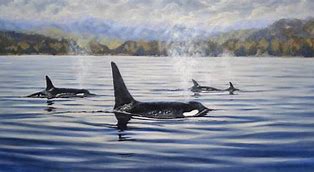 Image result for Orca Art